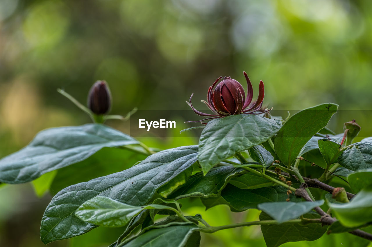 Close-up of flowering plant