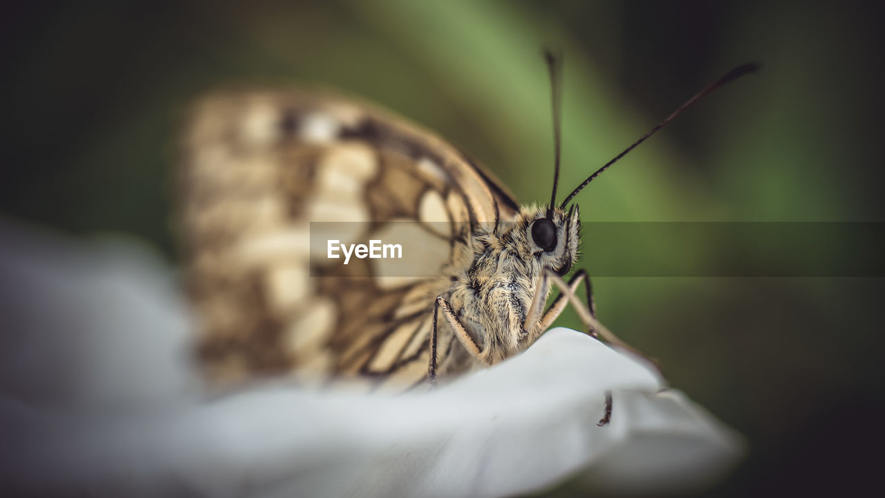 Close-up of butterfly