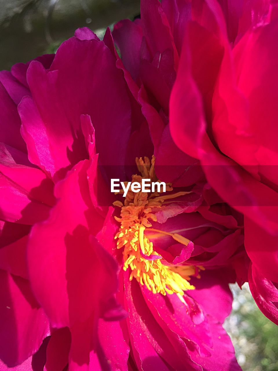 CLOSE-UP OF PINK FLOWERS BLOOMING IN PARK