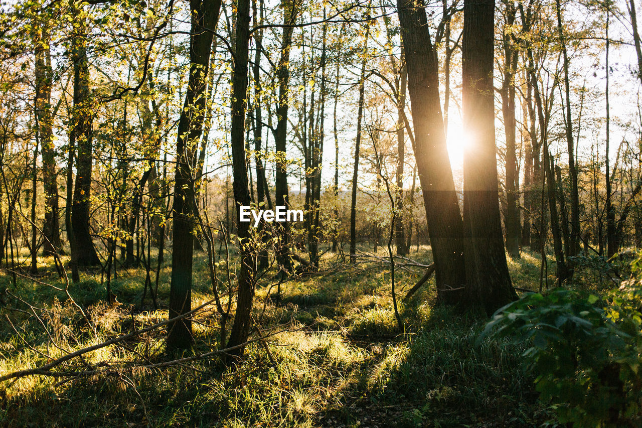 View of trees in forest