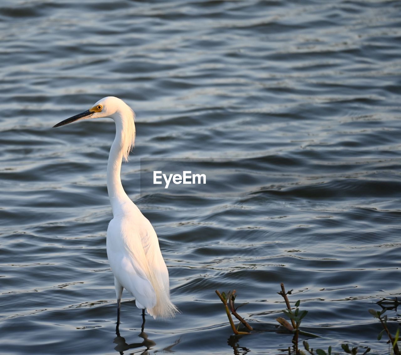 animal themes, animal, animal wildlife, bird, water, wildlife, one animal, lake, no people, nature, beak, heron, day, reflection, water bird, white, rippled, beauty in nature, outdoors, side view