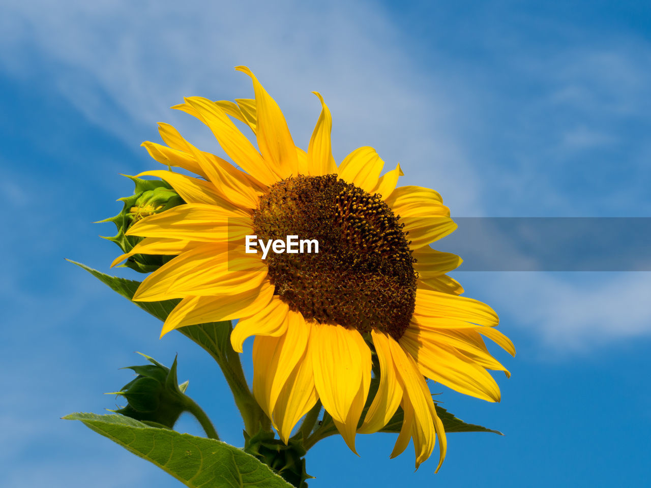 Low angle view of sunflower against sky