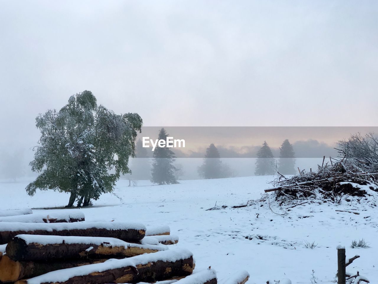 Trees on snow covered field against sky