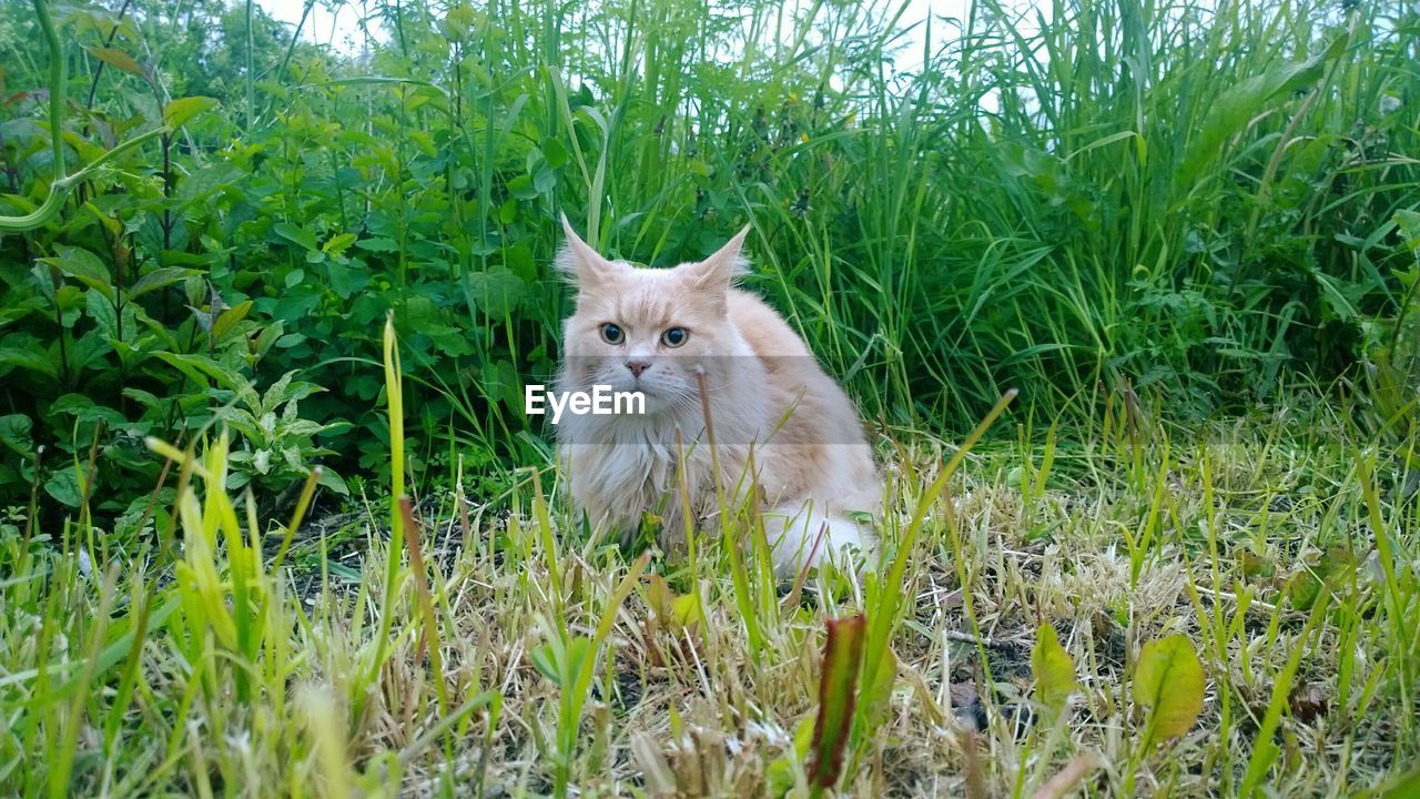 Portrait of cat on grass