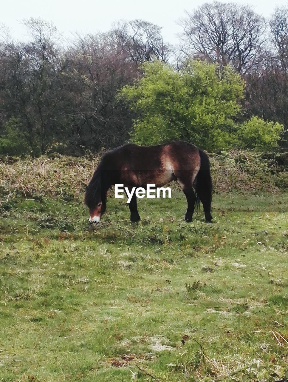 HORSE ON FIELD AGAINST TREES