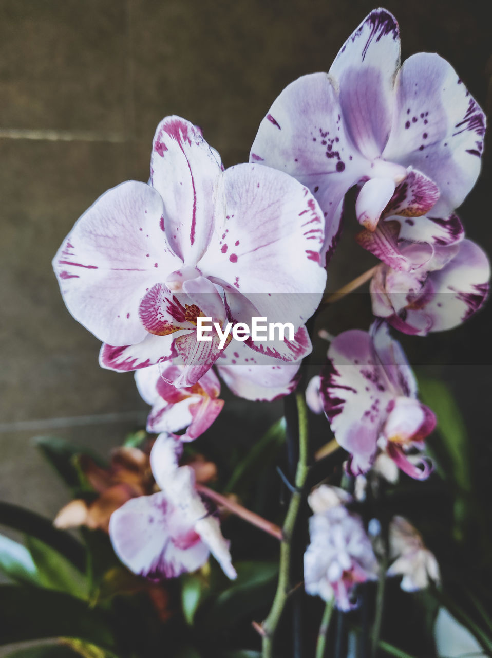 CLOSE-UP OF PURPLE WHITE FLOWERS