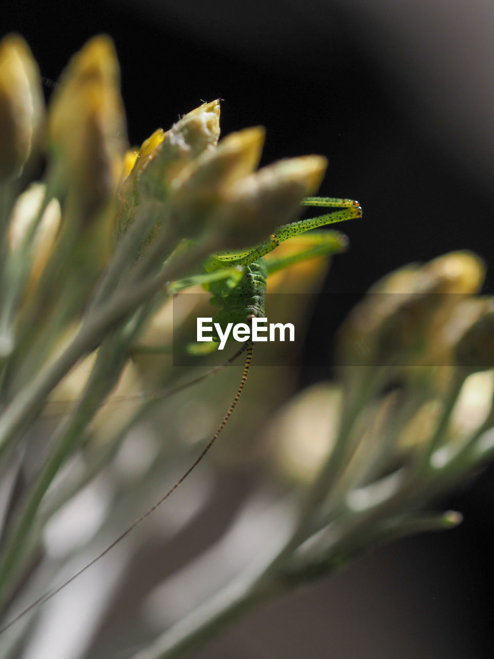 Close-up of flowering plant