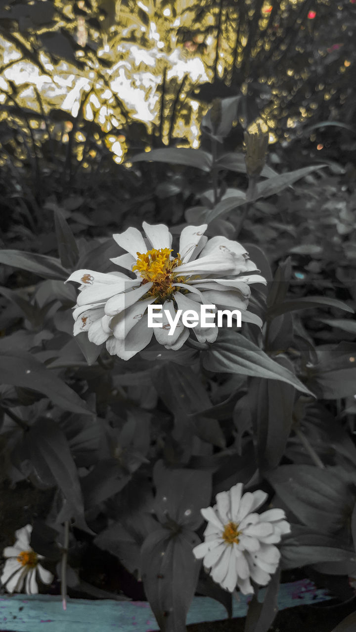 CLOSE-UP OF WHITE FLOWER WITH YELLOW FLOWERS