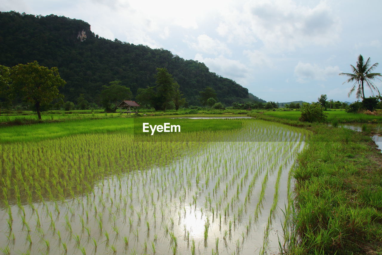 SCENIC VIEW OF FARM AGAINST SKY