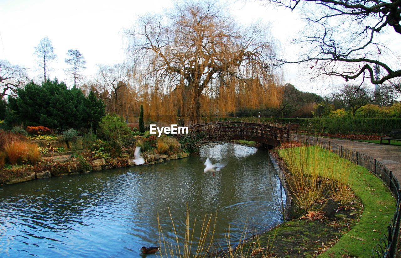 River flowing through a forest