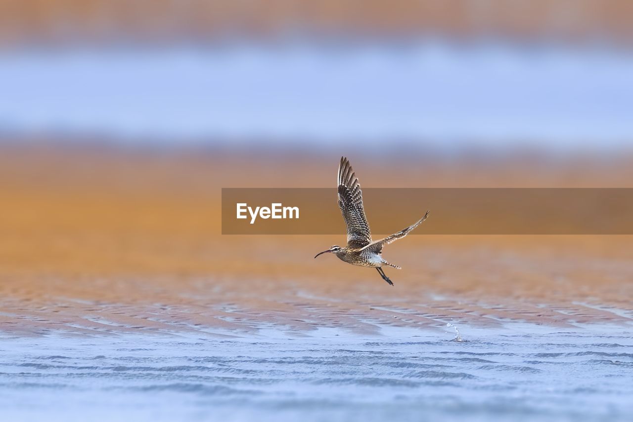 CLOSE-UP OF A BIRD FLYING OVER THE WATER