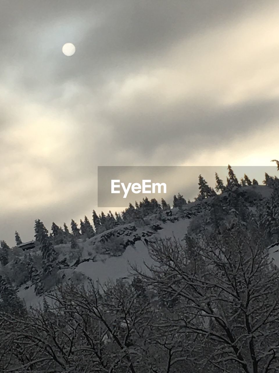 LOW ANGLE VIEW OF BARE TREES AGAINST SKY