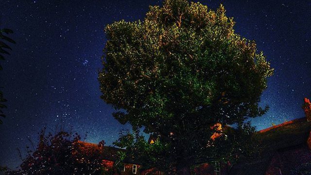 LOW ANGLE VIEW OF TREES AT NIGHT