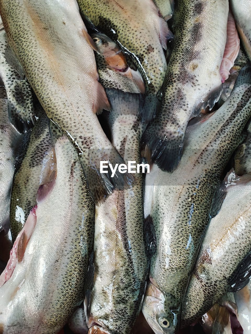 High angle view of fish for sale at market