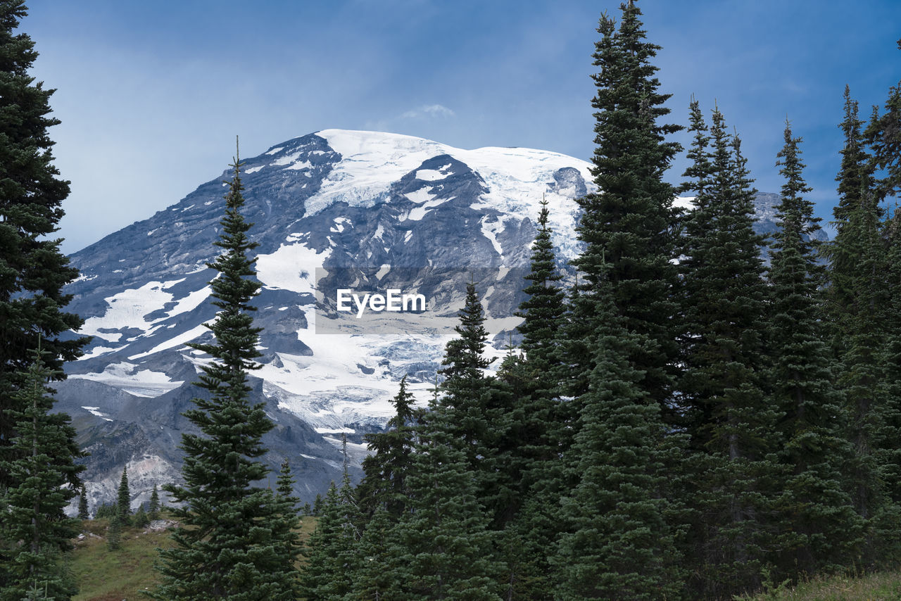 Scenic view of mount rainier by pines against sky