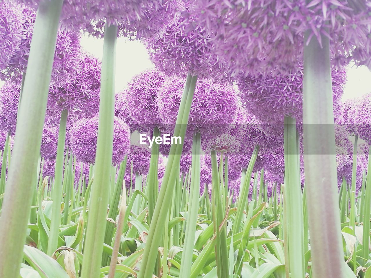 PURPLE FLOWERS IN FIELD