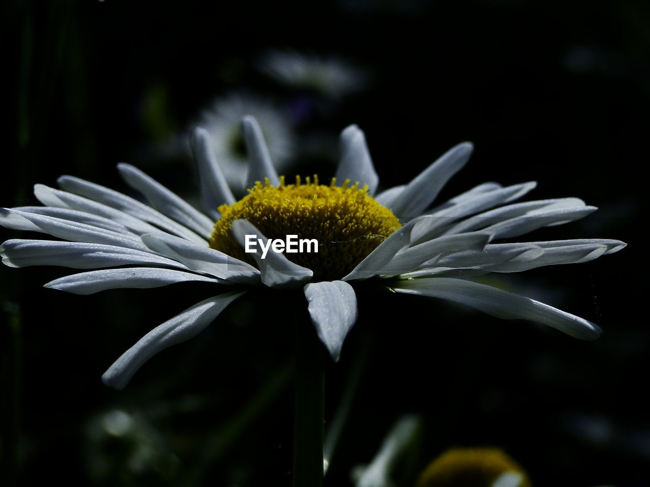 Close-up of white flower growing on field