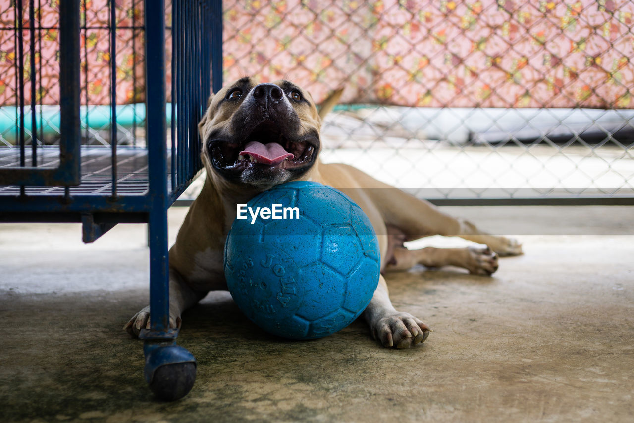 DOG PLAYING WITH BALL