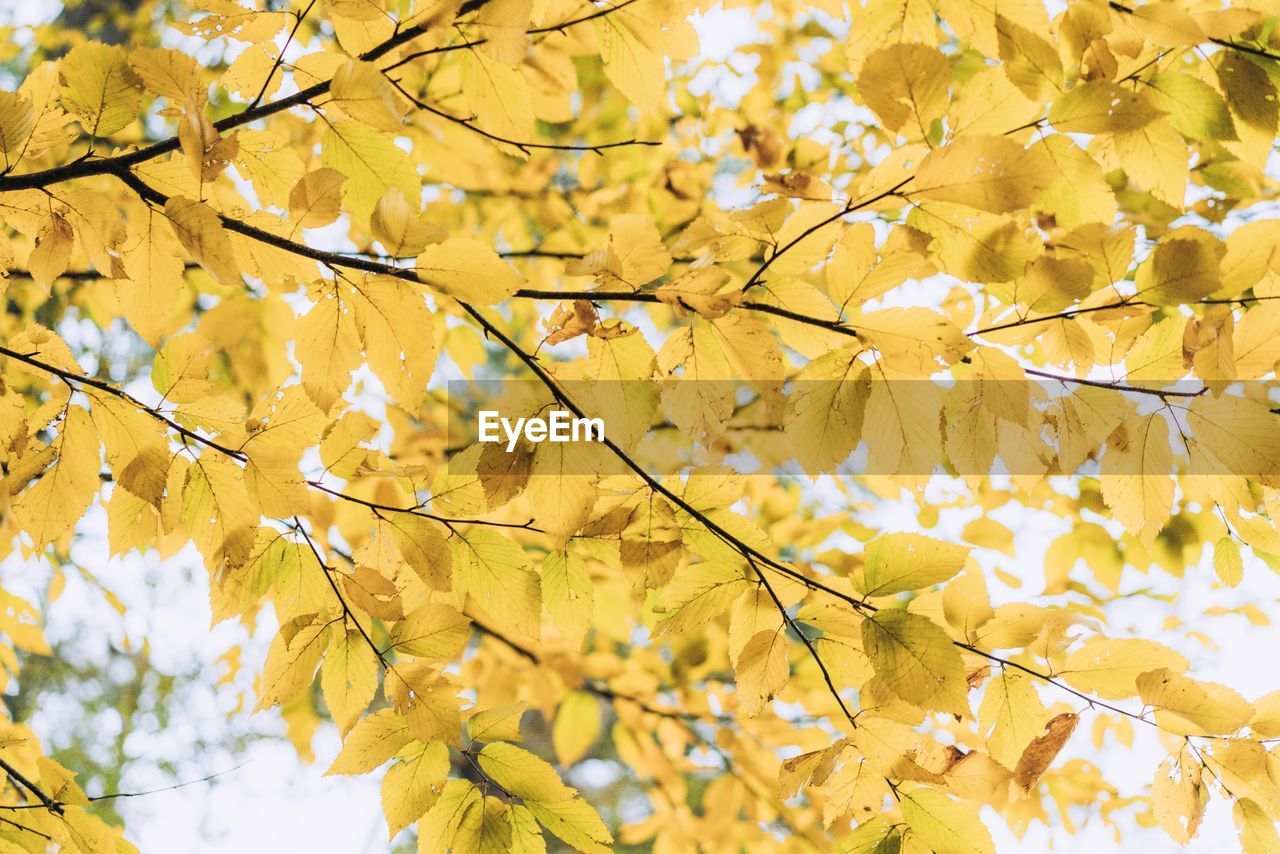 Low angle view of flowering tree against sky