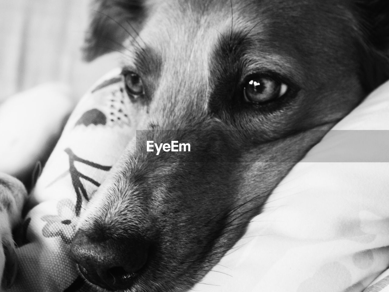 CLOSE-UP PORTRAIT OF PUPPY