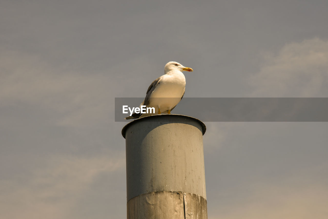 Seagull on a wood and metal pole, lake maggiore, italy