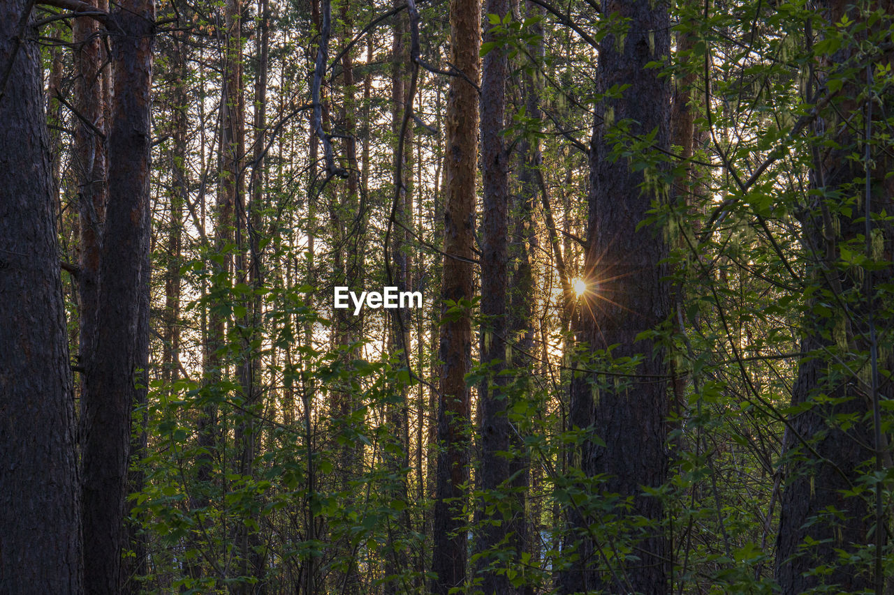 Sunlight streaming through trees in forest