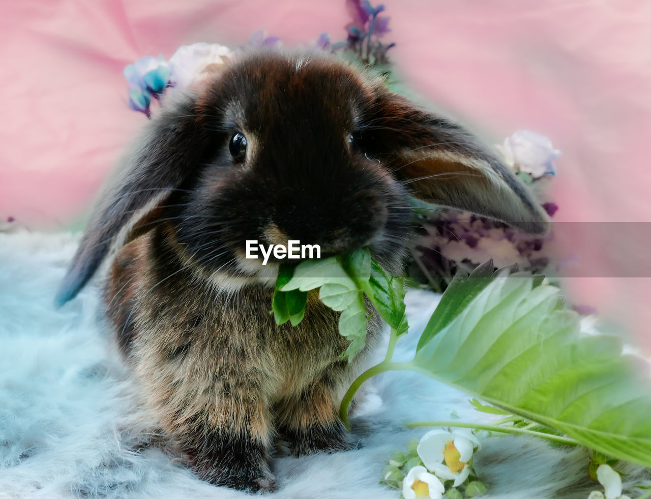pet, animal, animal themes, mammal, one animal, whiskers, domestic animals, guinea pig, rabbit, domestic rabbit, rodent, rabbits and hares, cute, no people, close-up, animal wildlife, flower, portrait, hamster, looking at camera, nature, plant
