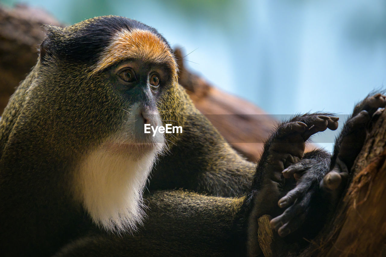 close-up portrait of monkey