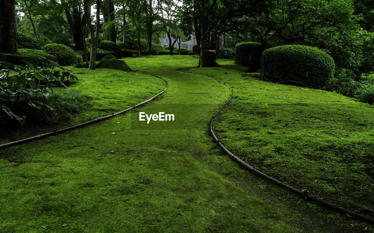 SCENIC VIEW OF FOREST