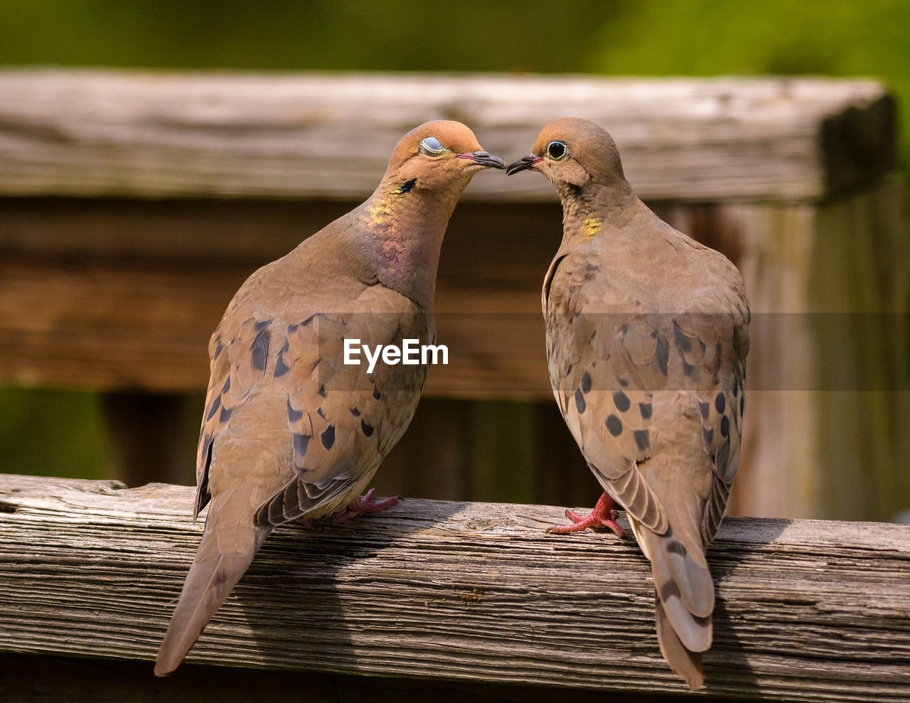 Close-up of birds perching on railing