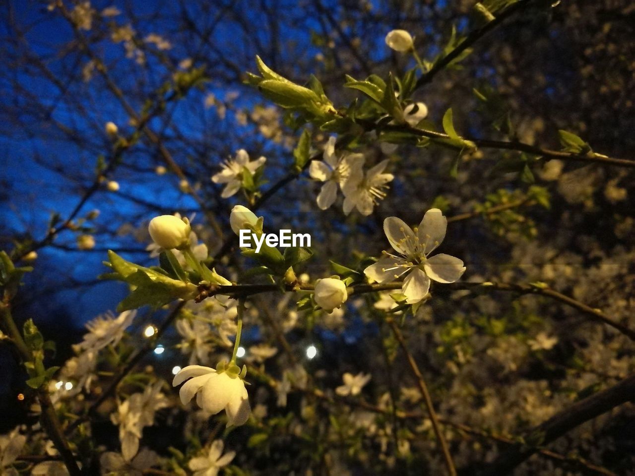 LOW ANGLE VIEW OF FLOWERS ON TREE