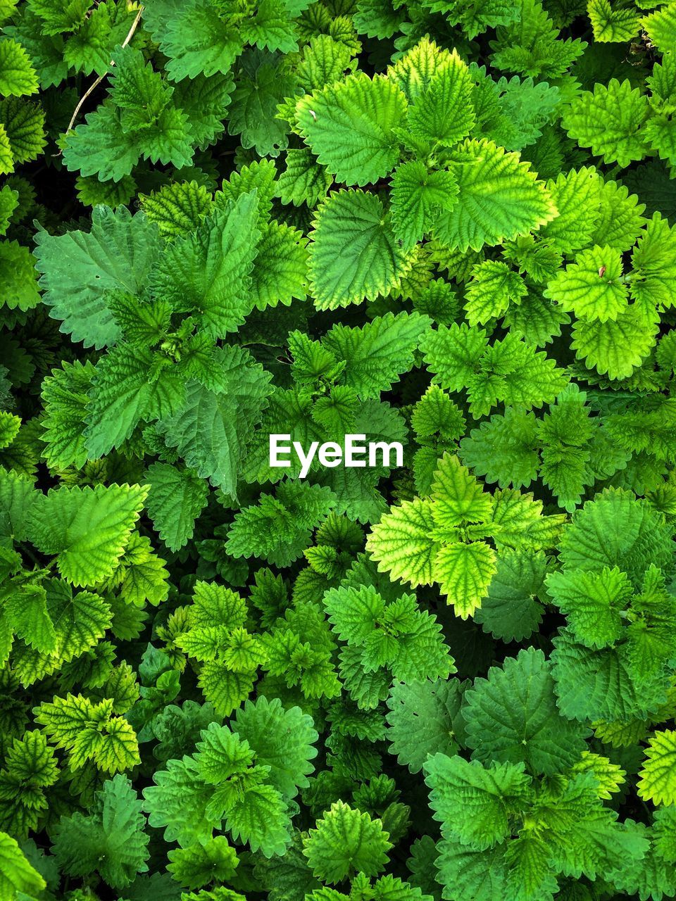 Full frame of green leaves