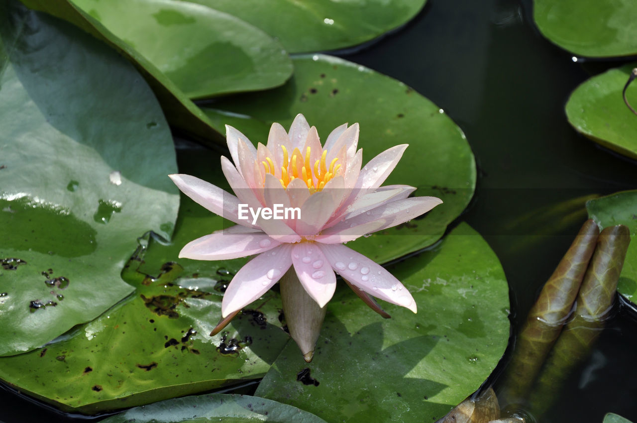 CLOSE-UP OF WATER LILY IN LAKE