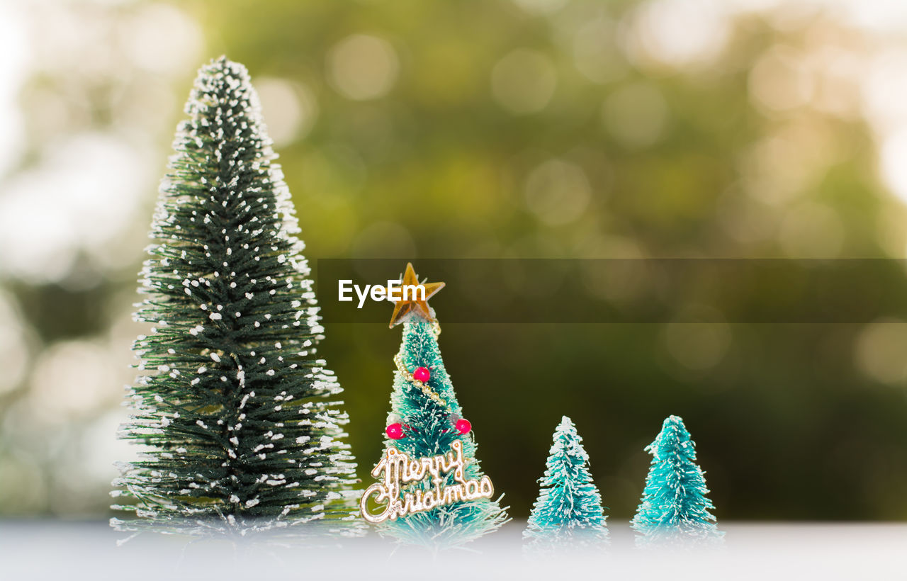 Close-up of small christmas trees outdoors