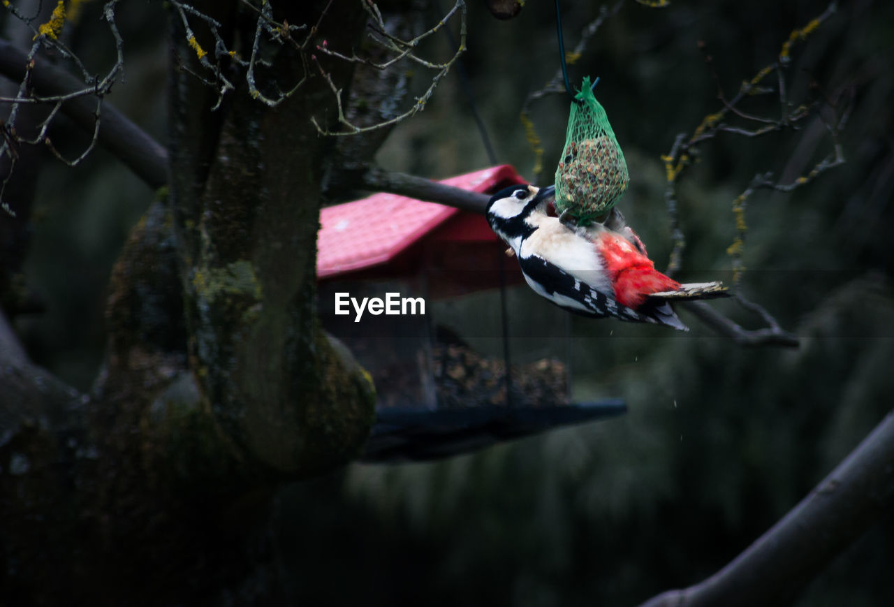 CLOSE-UP OF BIRD PERCHING ON FEEDER AT NIGHT