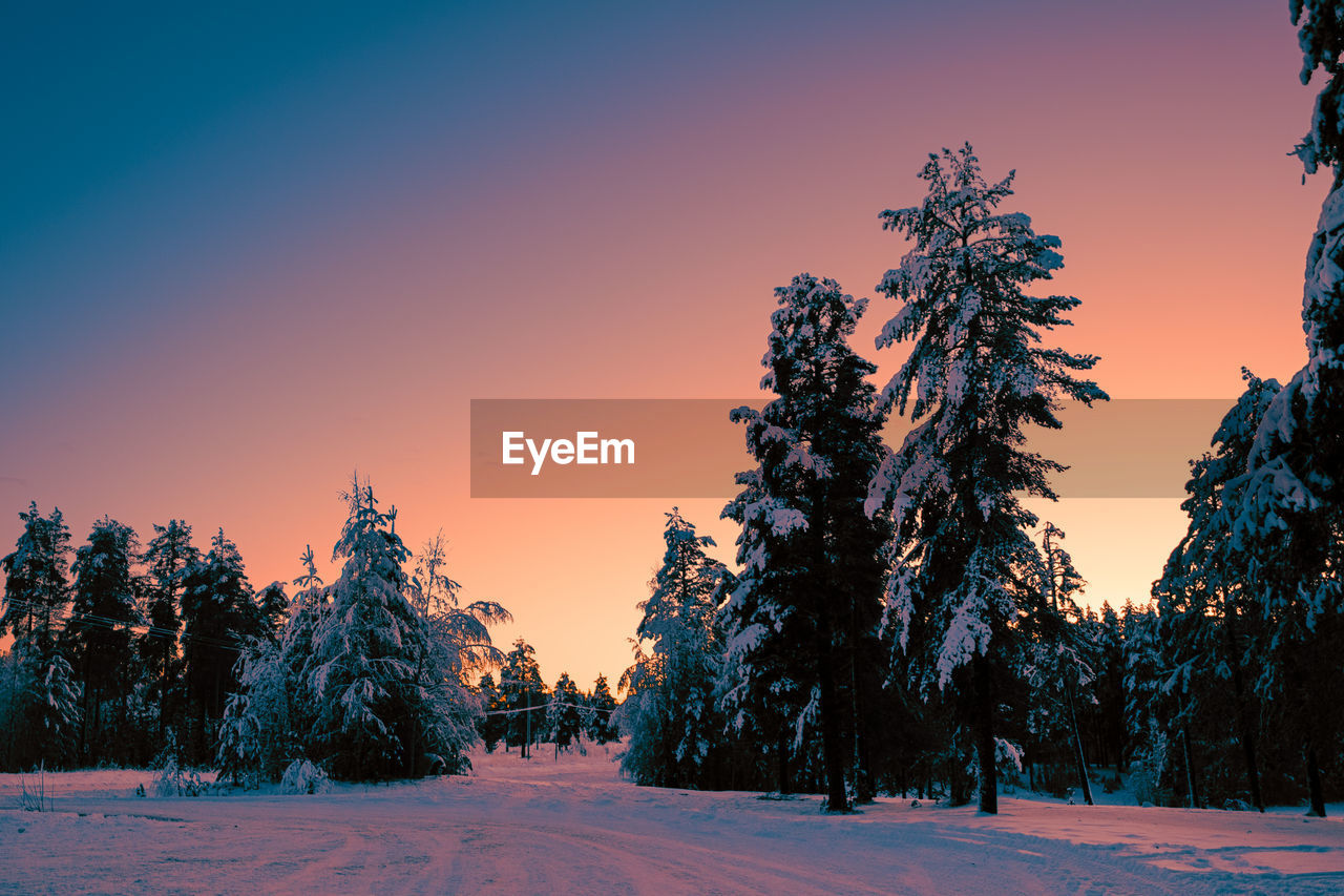 Trees on snow covered land against sky during sunset