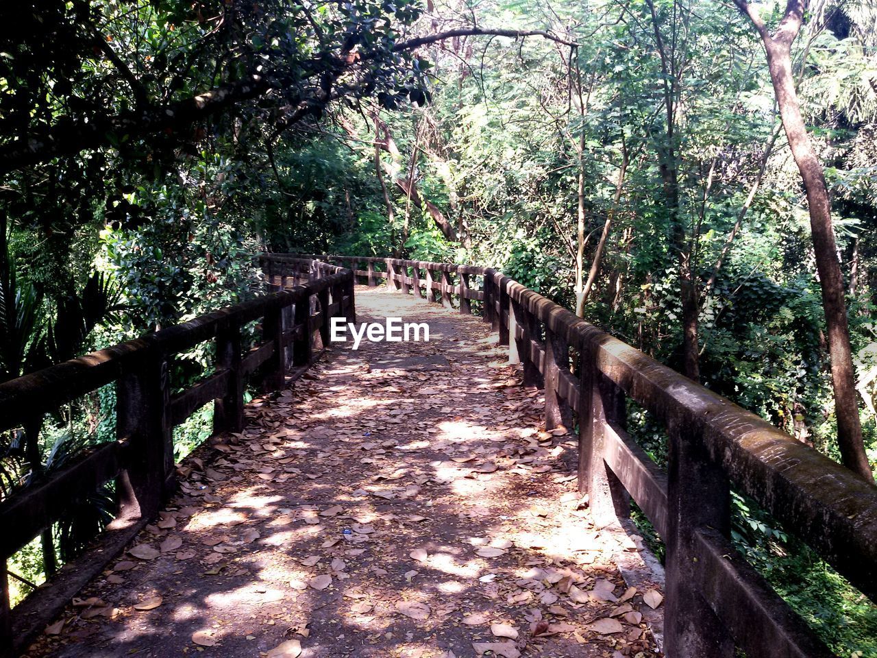 FOOTBRIDGE OVER FOREST