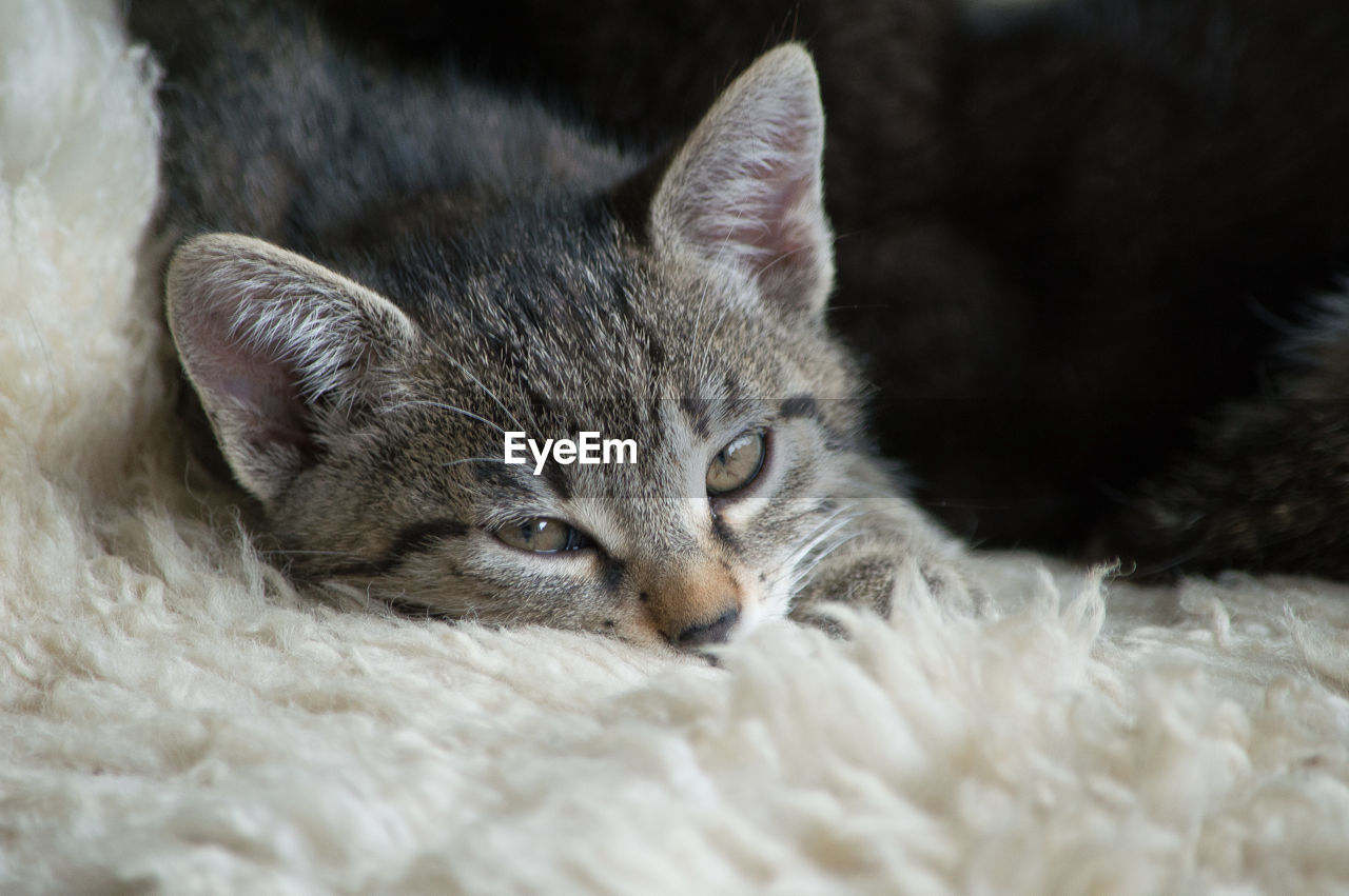 CLOSE-UP PORTRAIT OF CAT RELAXING