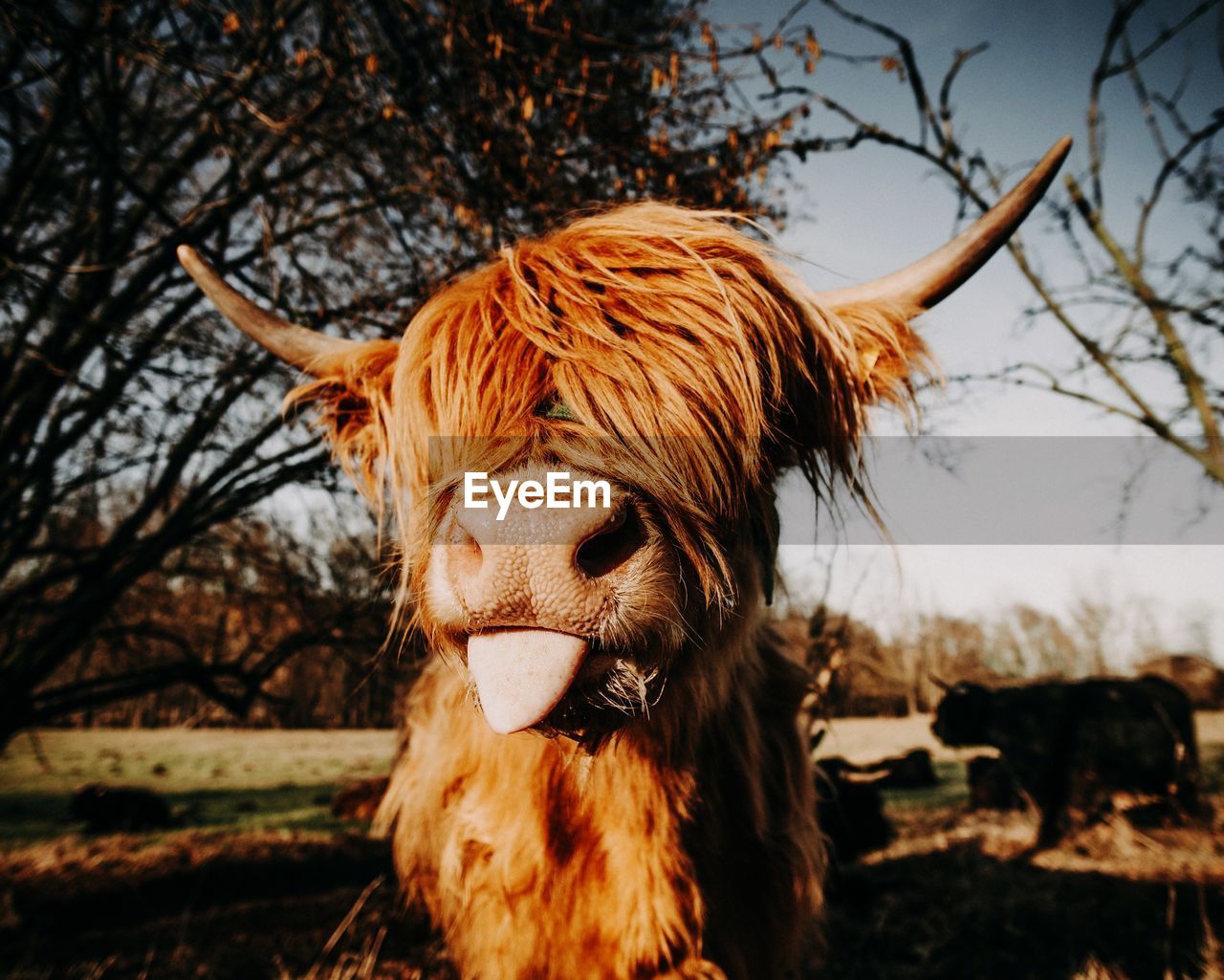 Close-up of a horse on field