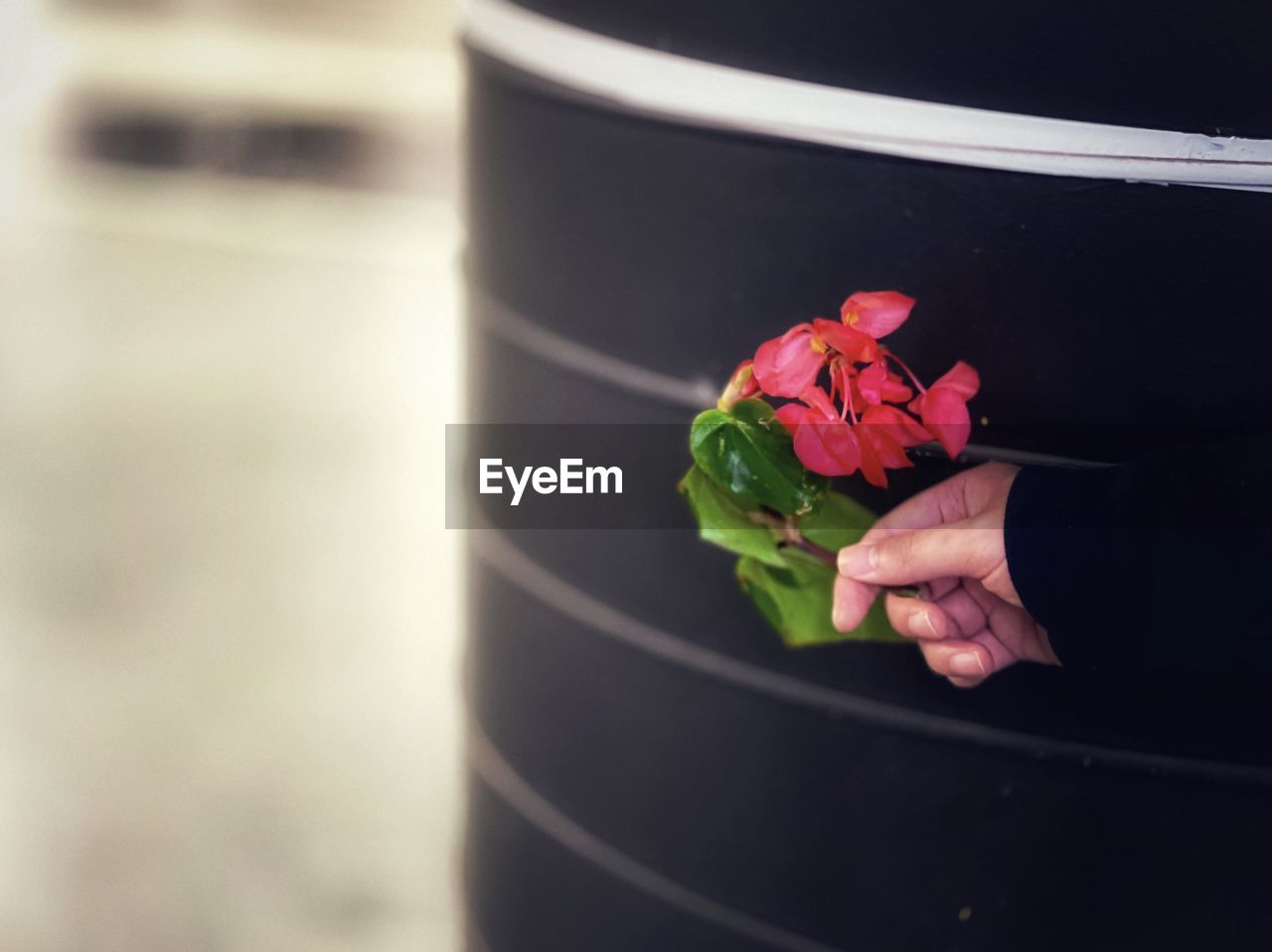 CLOSE-UP OF HAND HOLDING ROSE FLOWER