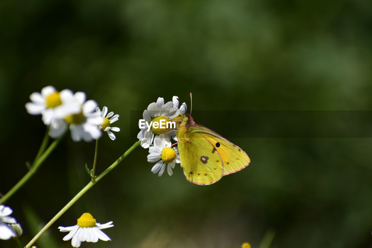 Close-up of butterfly on white flower