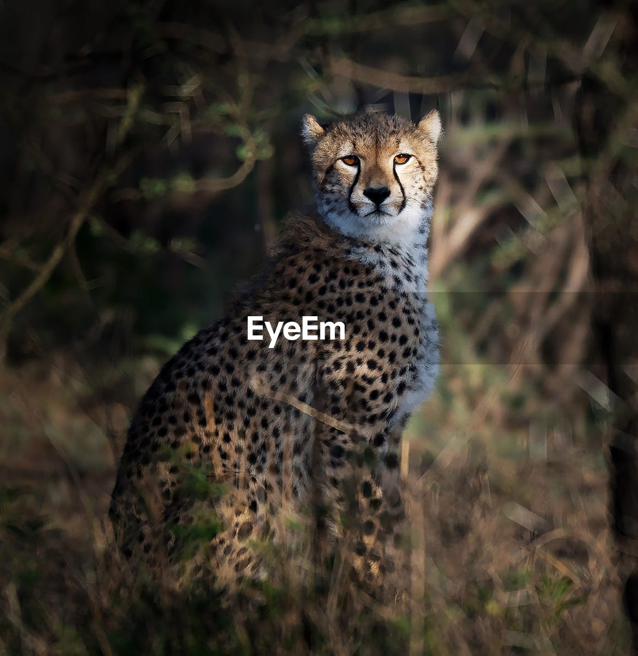 Portrait of a cat on land