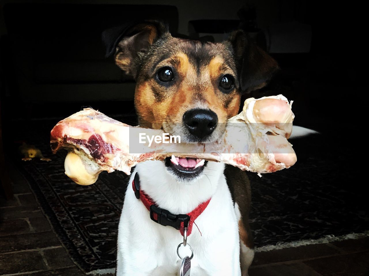 Portrait of dog carrying bone at home