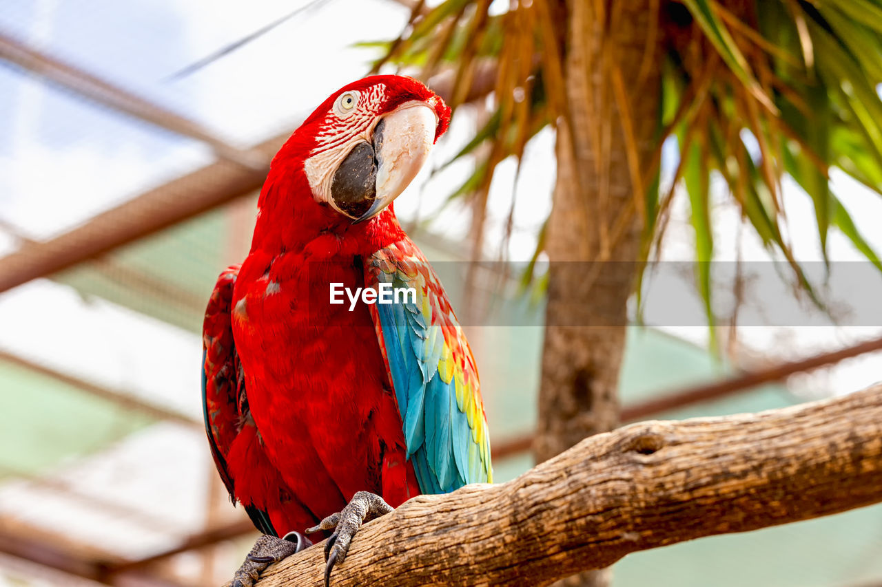 Low angle view of macaw perching on branch 