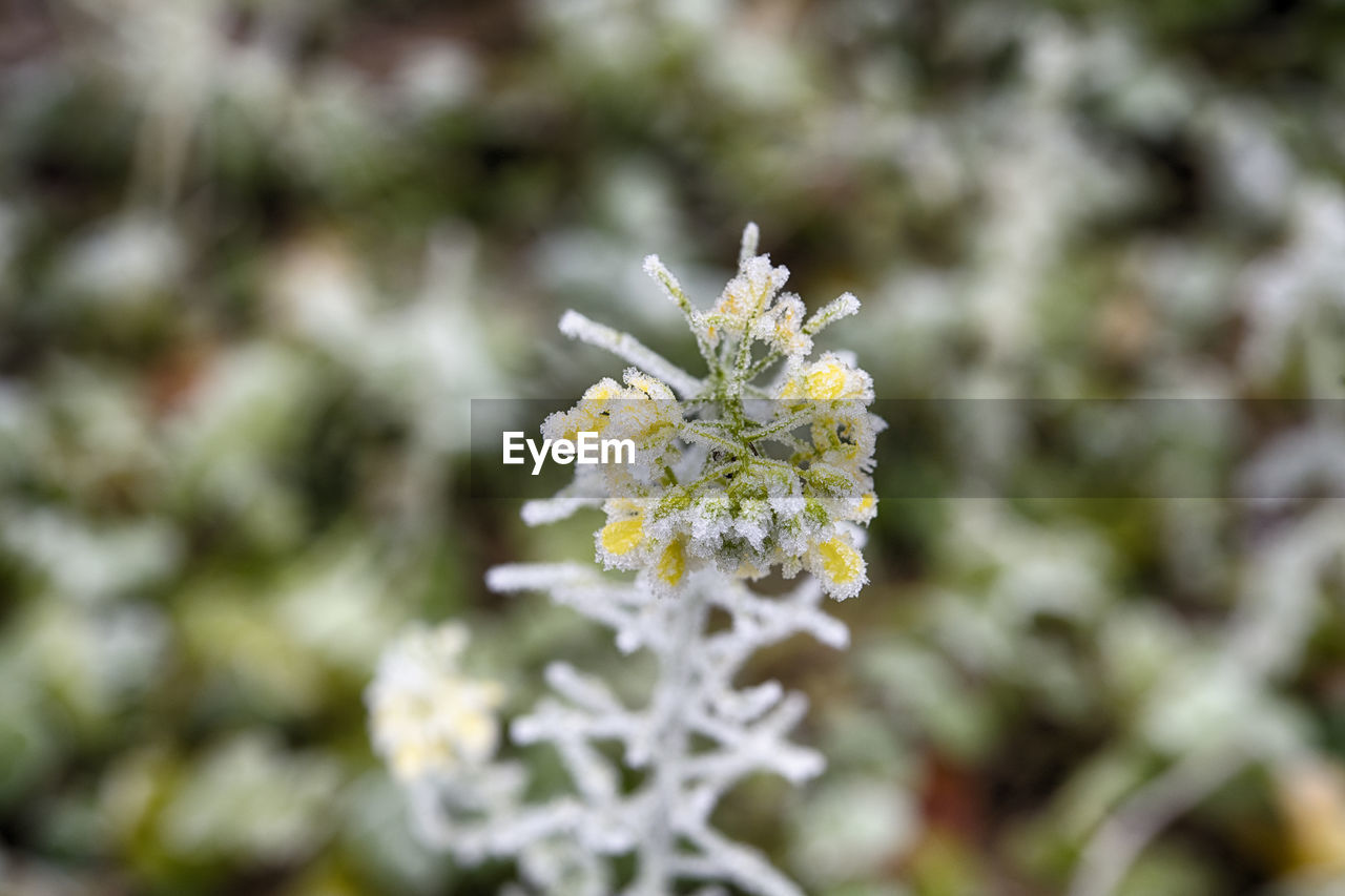 CLOSE-UP OF FLOWERING PLANT