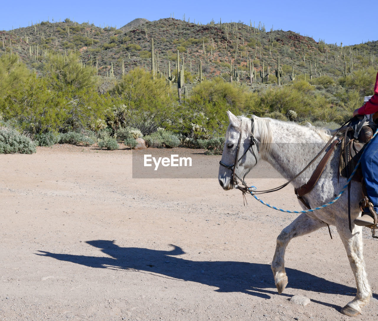 Horseback riding in the desert
