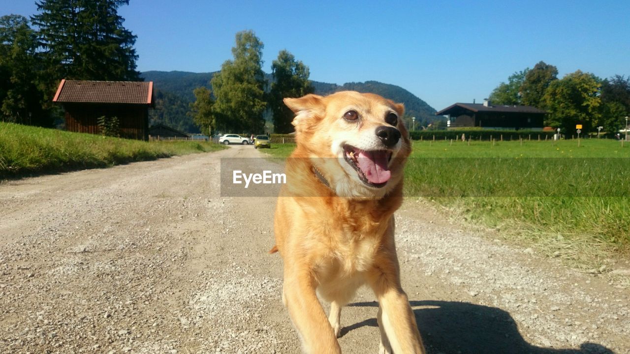 Dog on road during sunny day