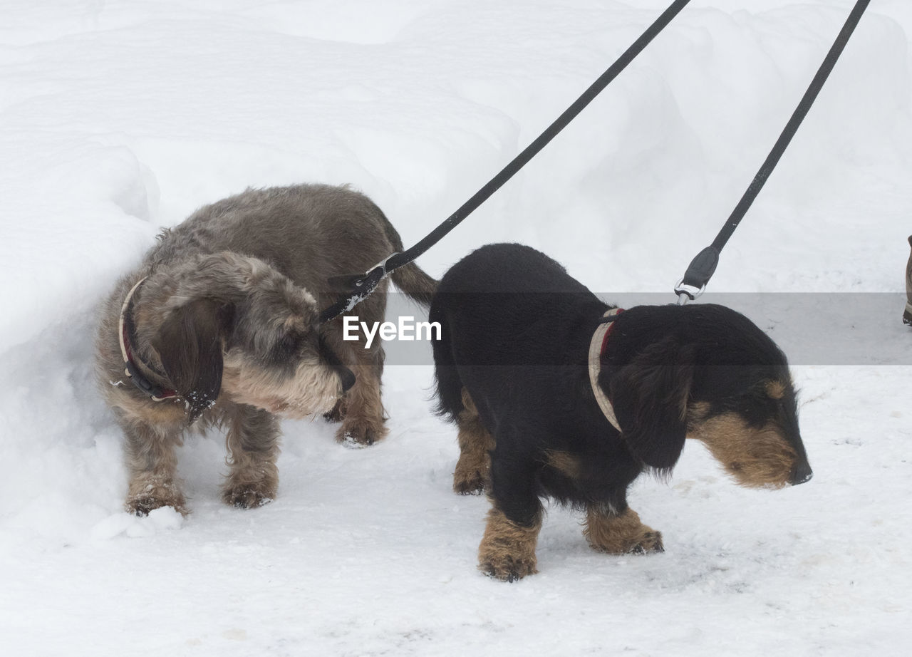 Dog on leash walking in white snow in winter season