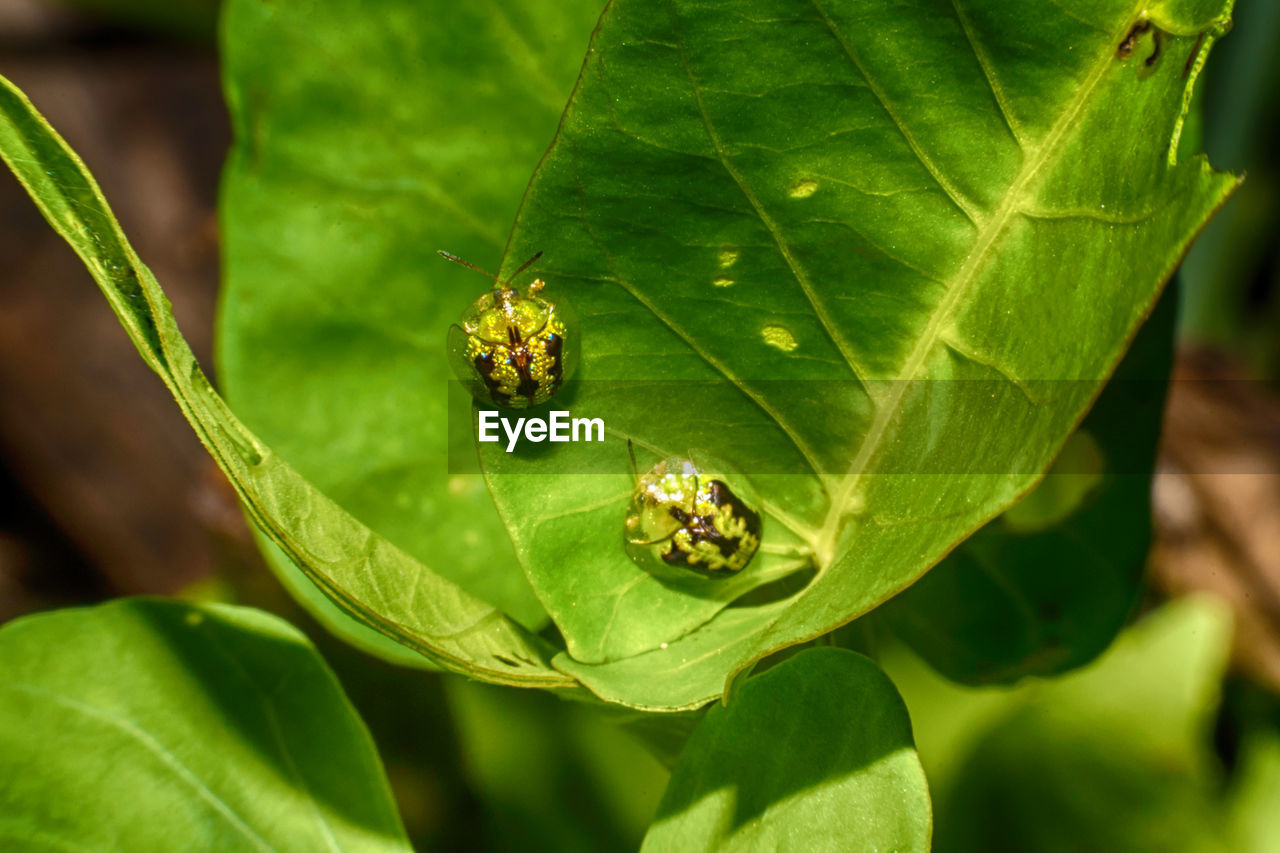 CLOSE-UP OF CATERPILLAR ON LEAF