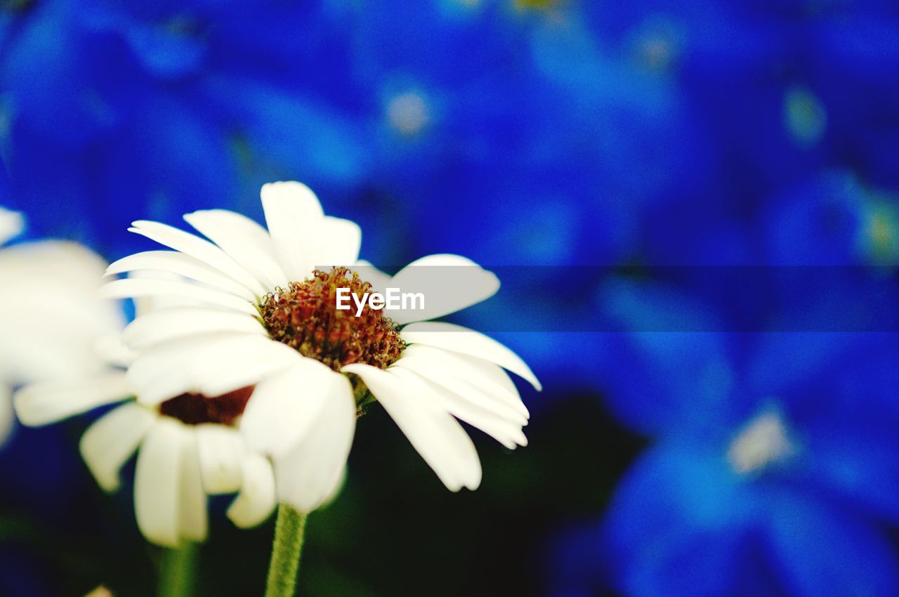 Close-up of flower